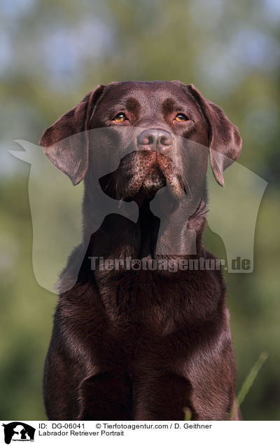 Labrador Retriever Portrait / DG-06041