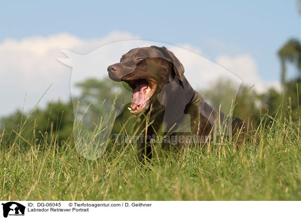 Labrador Retriever Portrait / DG-06045
