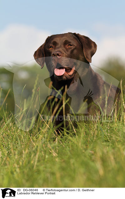 Labrador Retriever Portrait / DG-06046