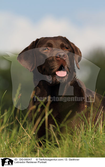 Labrador Retriever Portrait / DG-06047