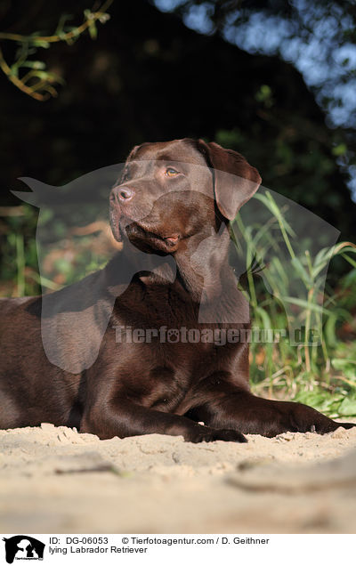 lying Labrador Retriever / DG-06053