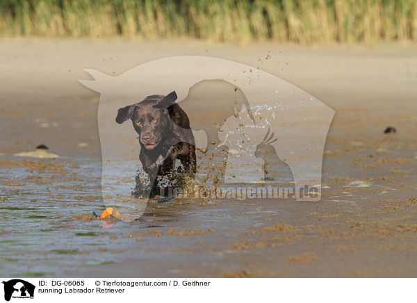 running Labrador Retriever / DG-06065