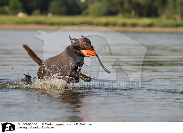 playing Labrador Retriever / DG-06066