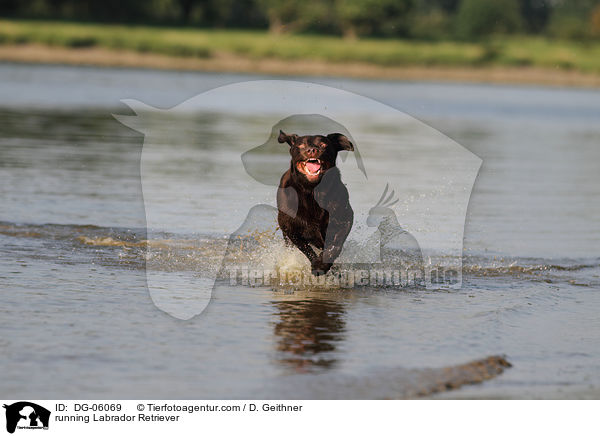 running Labrador Retriever / DG-06069