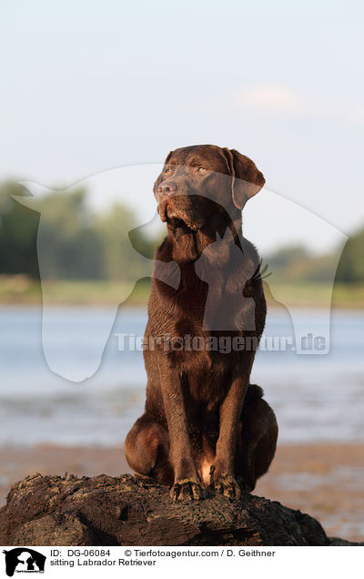 sitting Labrador Retriever / DG-06084