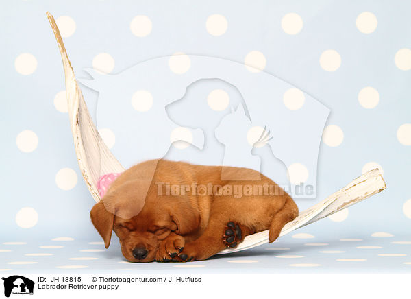 Labrador Retriever Welpe / Labrador Retriever puppy / JH-18815