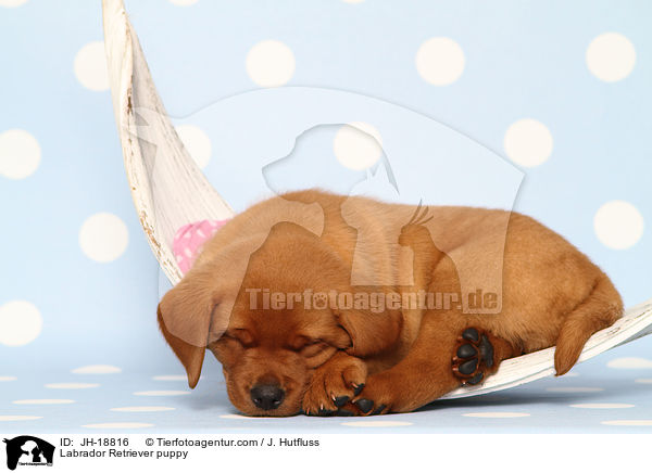 Labrador Retriever Welpe / Labrador Retriever puppy / JH-18816