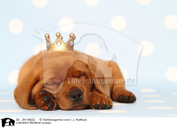Labrador Retriever Welpe / Labrador Retriever puppy / JH-18822