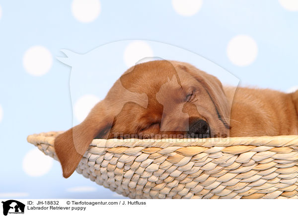 Labrador Retriever Welpe / Labrador Retriever puppy / JH-18832