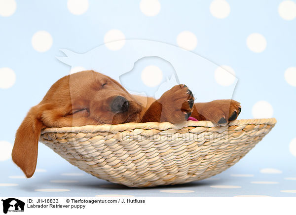 Labrador Retriever puppy / JH-18833