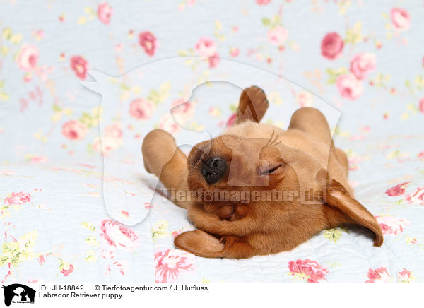 Labrador Retriever puppy / JH-18842