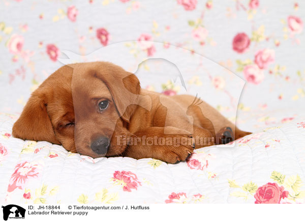 Labrador Retriever puppy / JH-18844