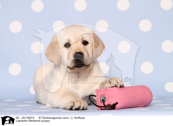 Labrador Retriever Welpe / Labrador Retriever puppy / JH-18874