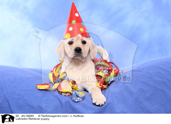 Labrador Retriever Welpe / Labrador Retriever puppy / JH-18885