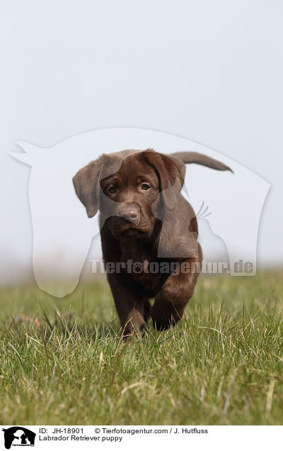Labrador Retriever puppy / JH-18901