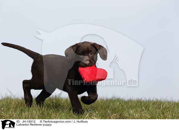 Labrador Retriever Welpe / Labrador Retriever puppy / JH-18912