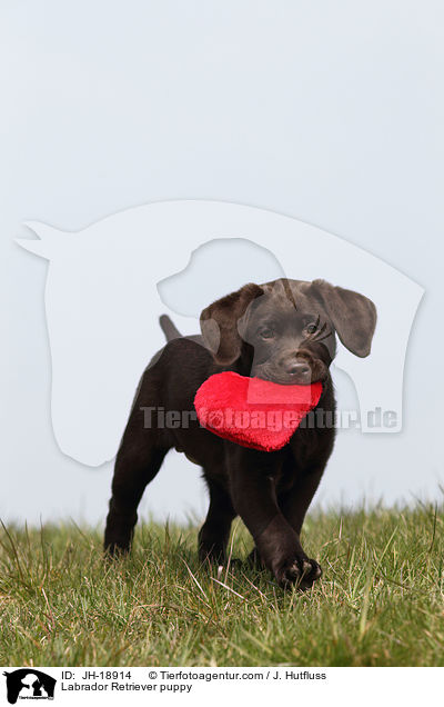 Labrador Retriever puppy / JH-18914