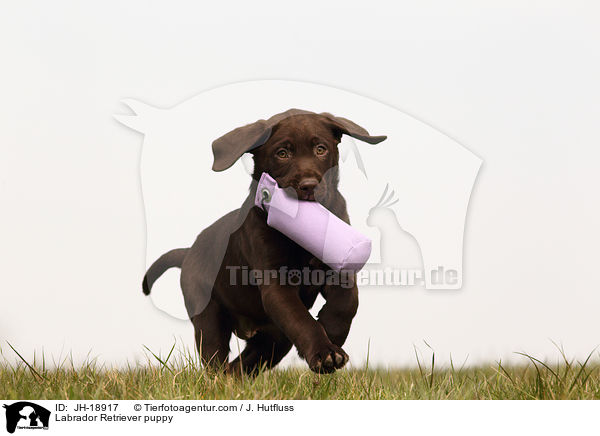Labrador Retriever puppy / JH-18917