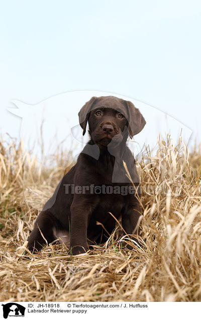 Labrador Retriever puppy / JH-18918