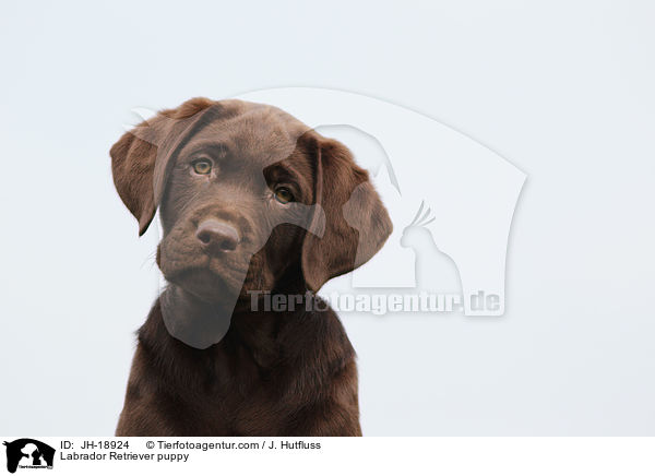 Labrador Retriever puppy / JH-18924