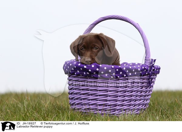 Labrador Retriever puppy / JH-18927
