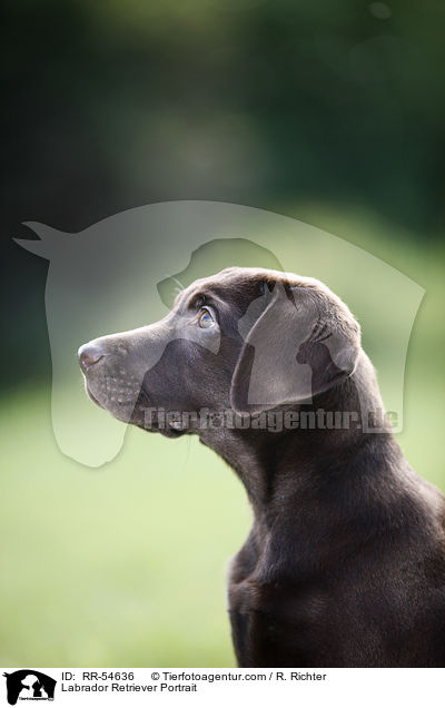 Labrador Retriever Portrait / RR-54636