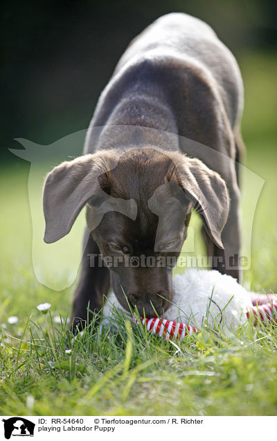 spielender Labrador Welpe / playing Labrador Puppy / RR-54640