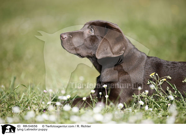 lying Labrador puppy / RR-54656