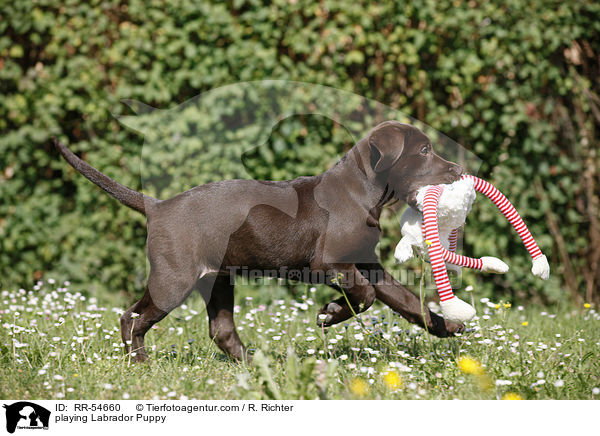 playing Labrador Puppy / RR-54660