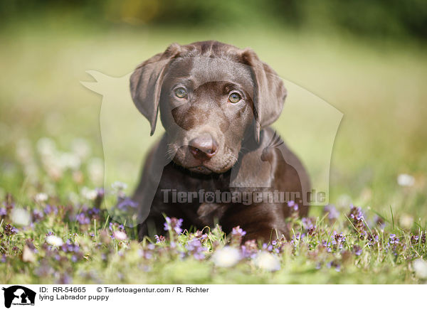 lying Labrador puppy / RR-54665