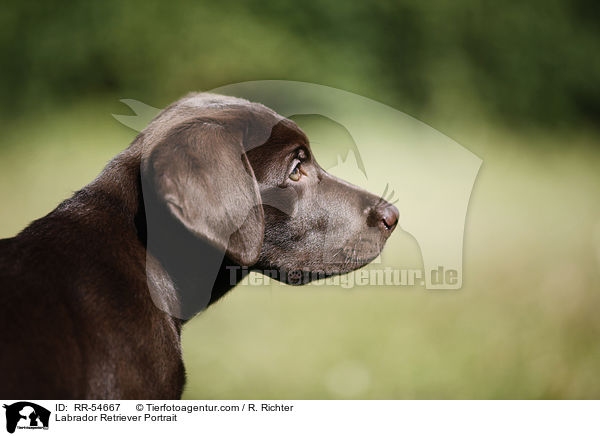Labrador Retriever Portrait / RR-54667