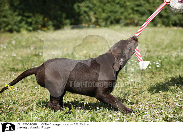 playing Labrador Puppy / RR-54668