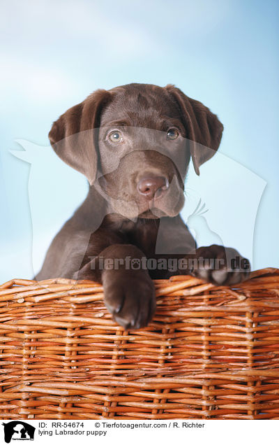 lying Labrador puppy / RR-54674