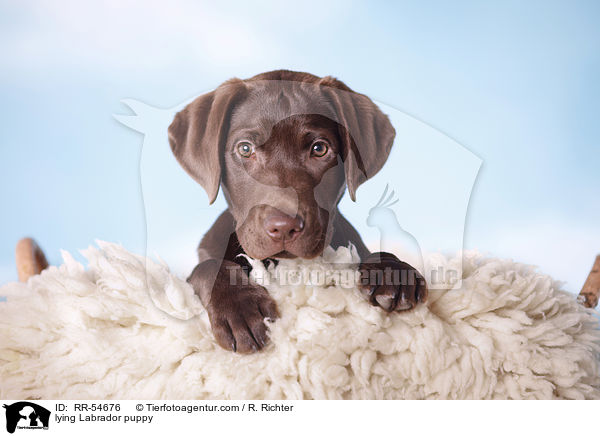lying Labrador puppy / RR-54676