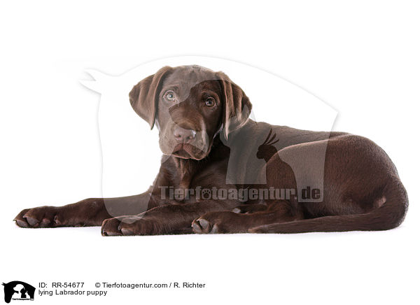 lying Labrador puppy / RR-54677