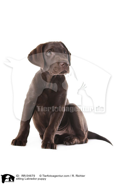 sitting Labrador puppy / RR-54679