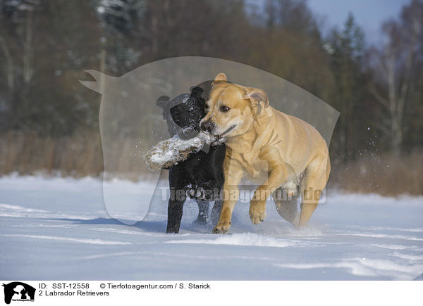2 Labrador Retrievers / SST-12558