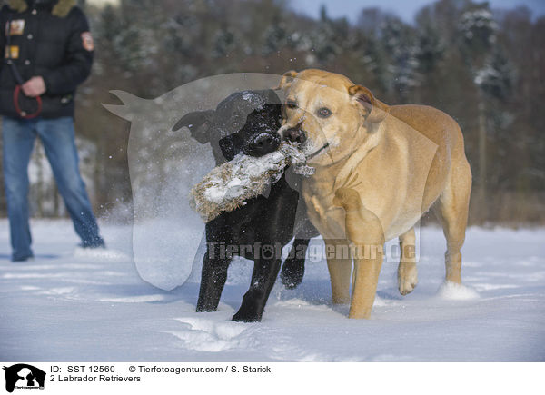 2 Labrador Retrievers / SST-12560