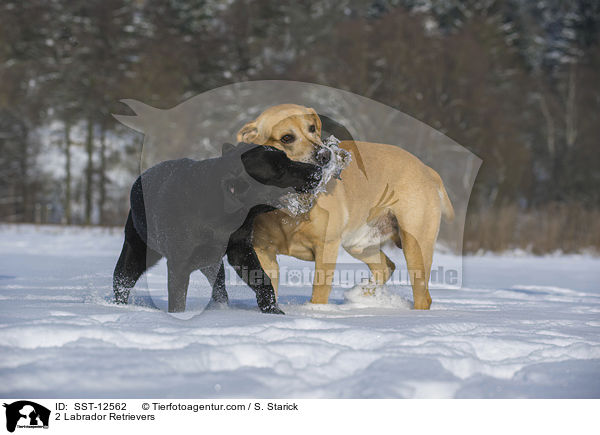 2 Labrador Retrievers / SST-12562