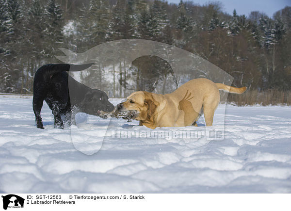 2 Labrador Retrievers / SST-12563