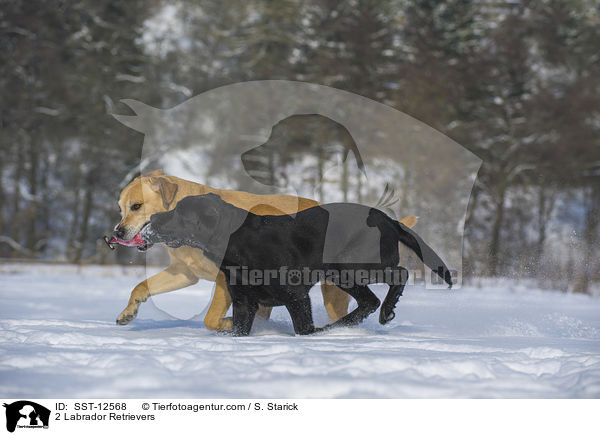 2 Labrador Retrievers / SST-12568