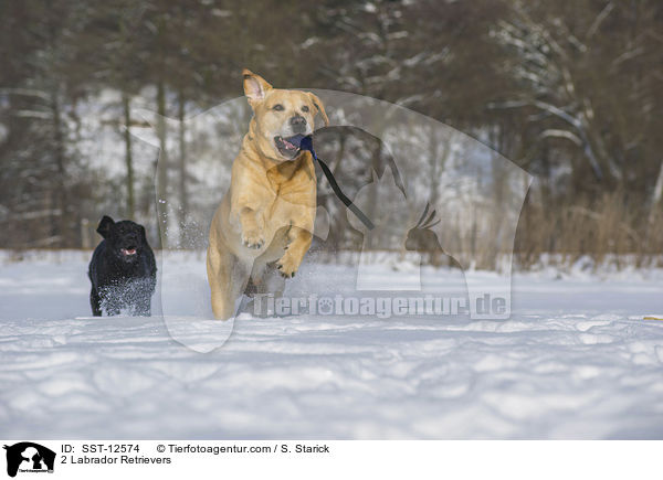 2 Labrador Retrievers / SST-12574
