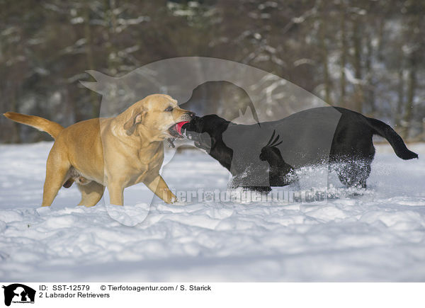 2 Labrador Retrievers / SST-12579