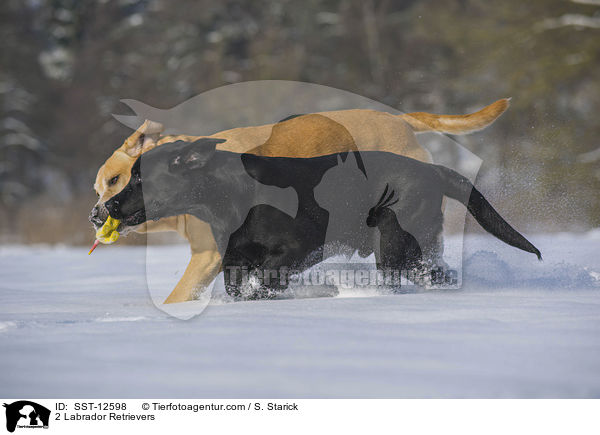 2 Labrador Retrievers / SST-12598