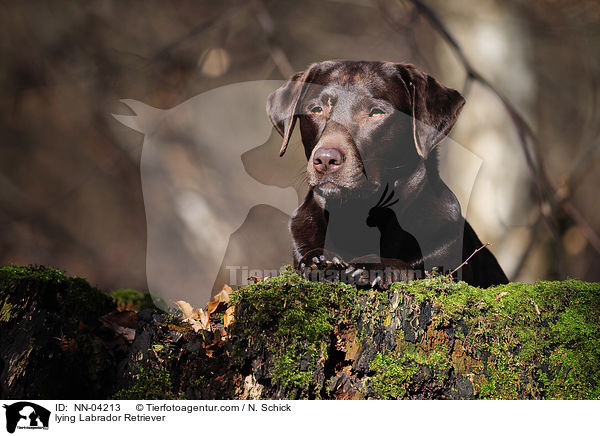 lying Labrador Retriever / NN-04213