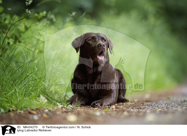lying Labrador Retriever / NN-04270