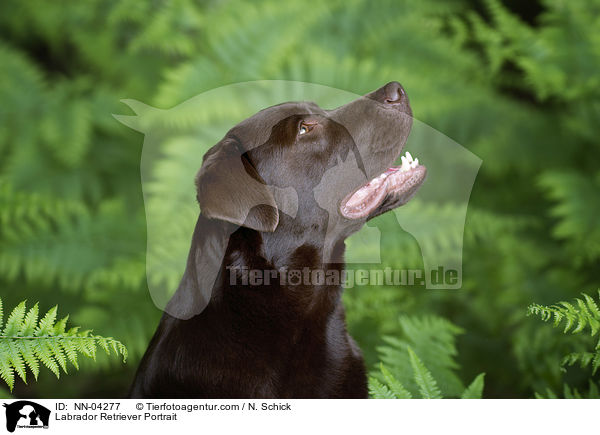 Labrador Retriever Portrait / NN-04277