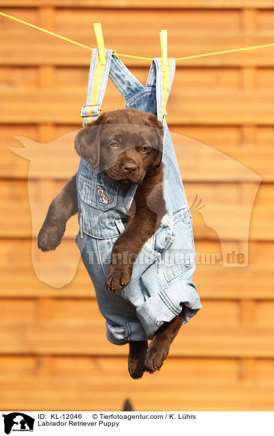 Labrador Retriever Welpe / Labrador Retriever Puppy / KL-12046
