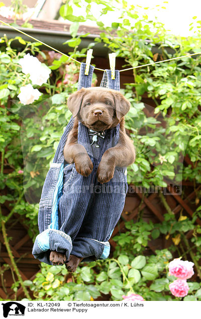 Labrador Retriever Welpe / Labrador Retriever Puppy / KL-12049