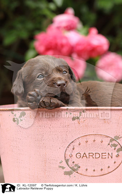 Labrador Retriever Welpe / Labrador Retriever Puppy / KL-12097